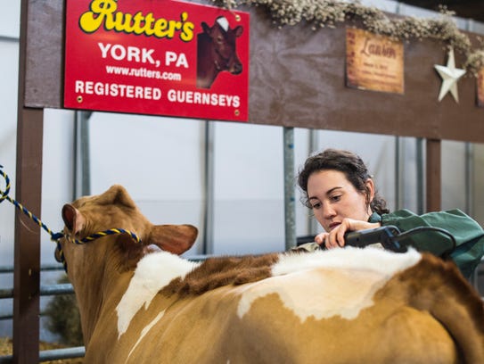 A woman trims a cow at the 101st annual Pennsylvania Farm Show on Wednesday, Jan. 11, 2017.