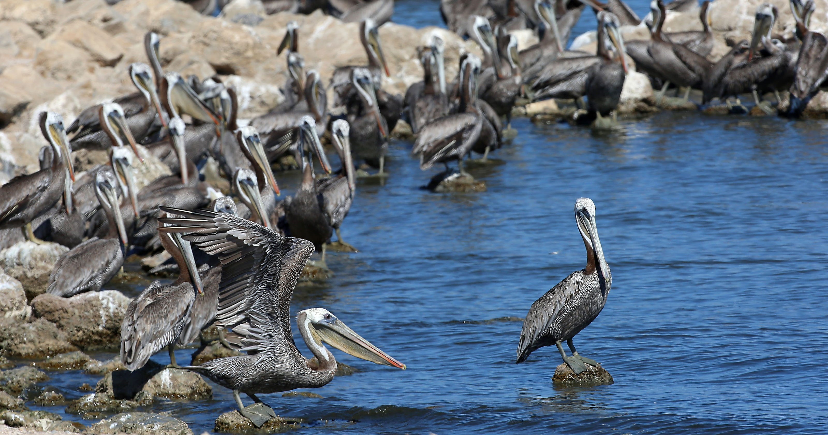 Sudden Declines Of Birds Fish Could Signal Tipping Point
