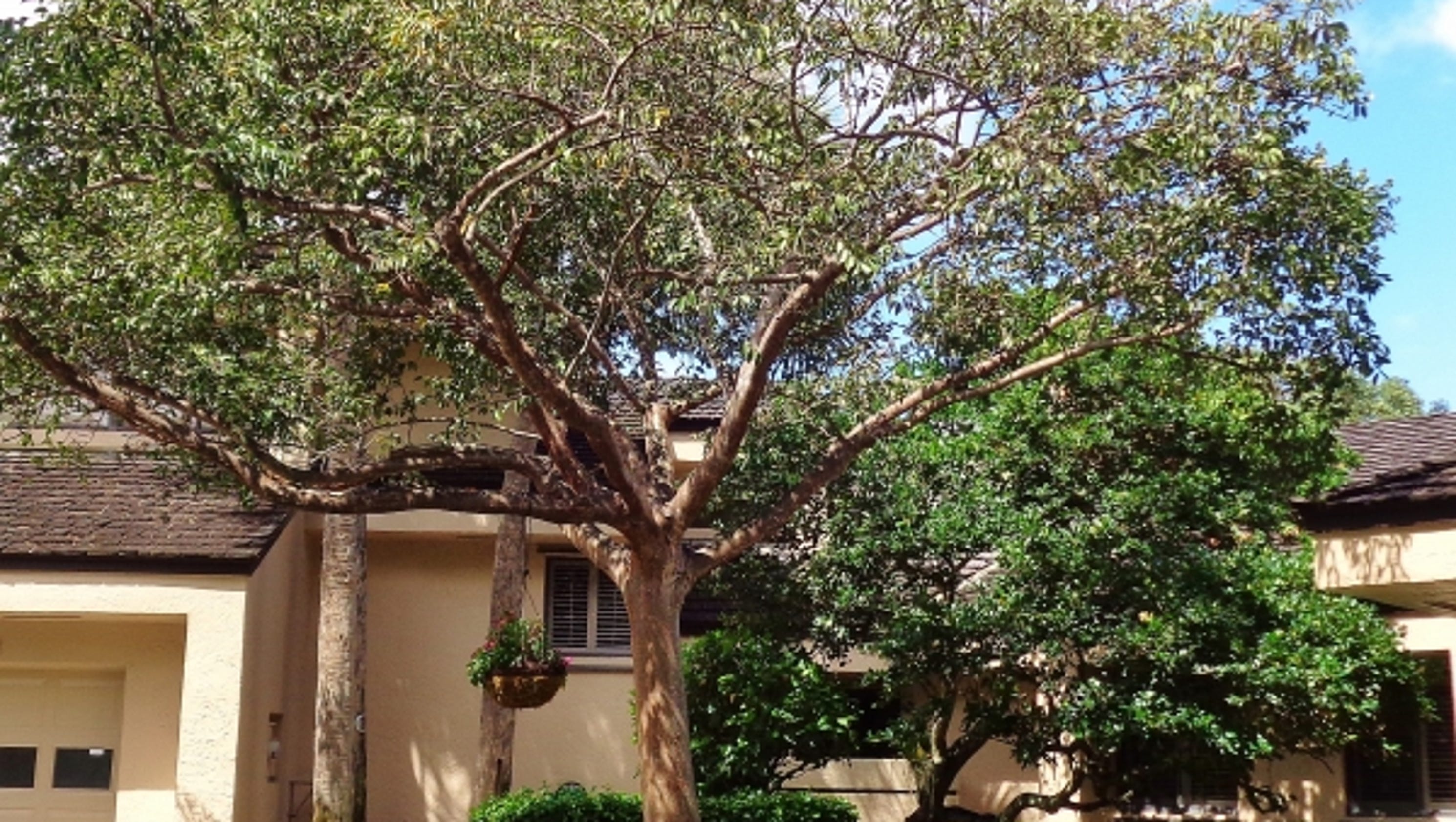 Native Gumbo Limbo tree good Treasure Coast choice