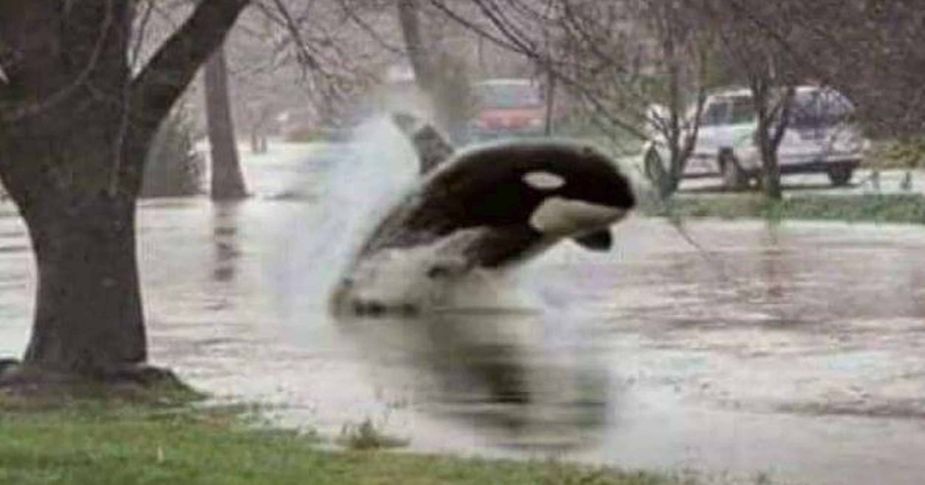 Florida Rain Memes Flood Internet Once Again