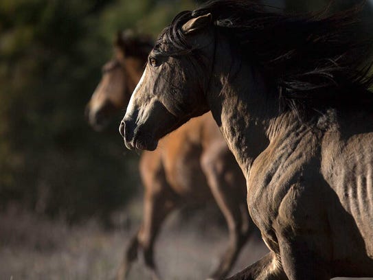 A wild horse runs on U.S. Forest Service land near
