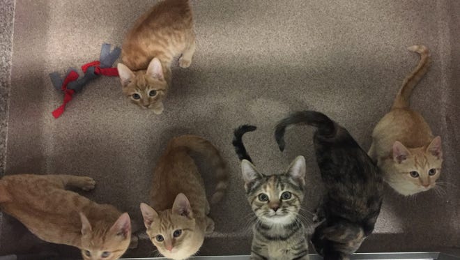 We still have kittens! Oh, yes, we do. Even in November, we’ve got litters of kittens. If you’re looking for a little feline, stop out to the shelter and we know we’ll have the right one for you!