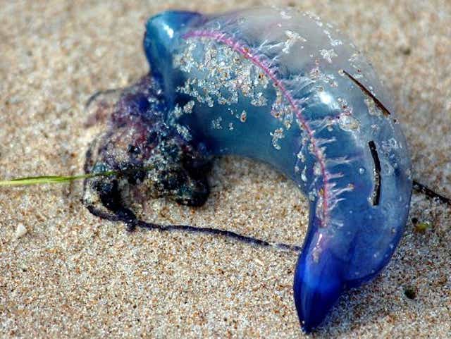 Portuguese Man O War Washes Up On Lbi