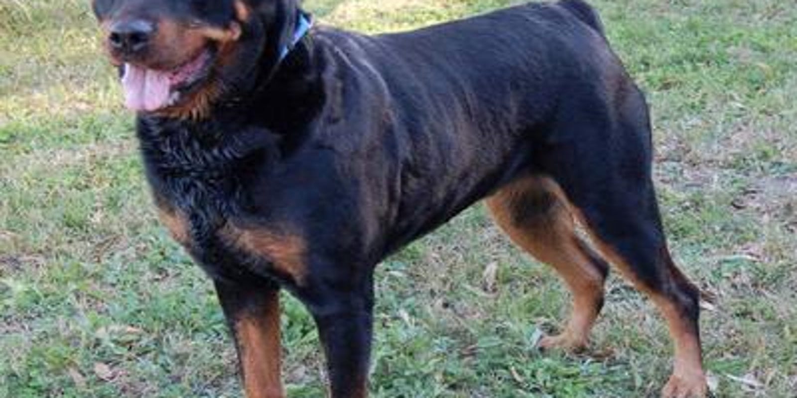 Guns Guard Dogs And Elections