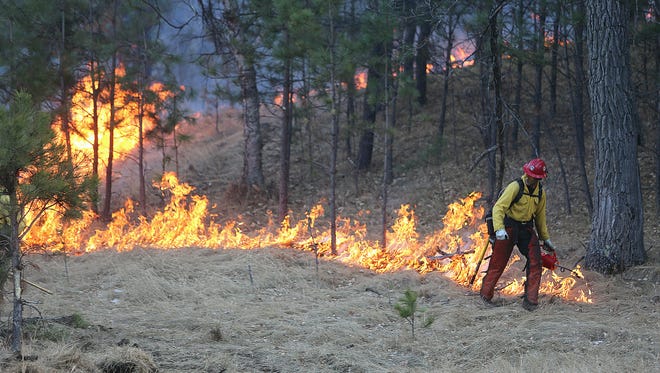 A firefighter uses a drip torch to make a fire line Monday, Dec. 11, 2017, while battling the Legion Lake Fire in Custer State Park in South Dakota. A wildfire is spreading and forcing evacuations in Custer State Park in the Black Hills of southwest South Dakota. (Jim Holland/Rapid City Journal via AP)