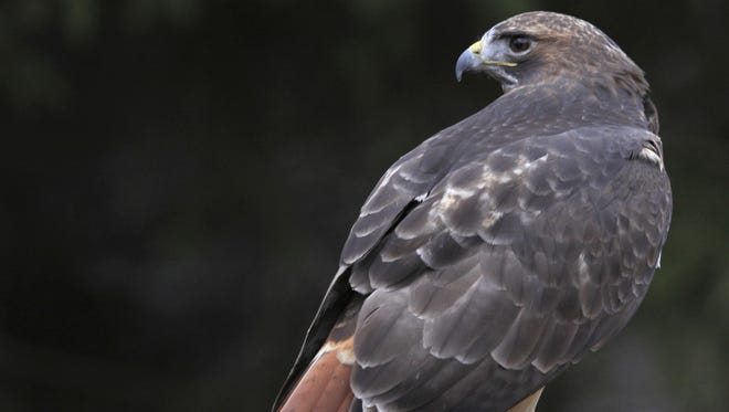 A Somers Point man admitted Tuesday to shooting four different species of hawks protected by federal law, authorities say.