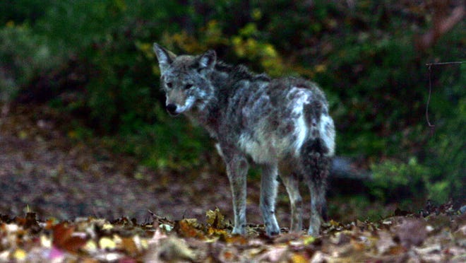 Coyote spottings are a popular post on Nextdoor, a social media site for communities.