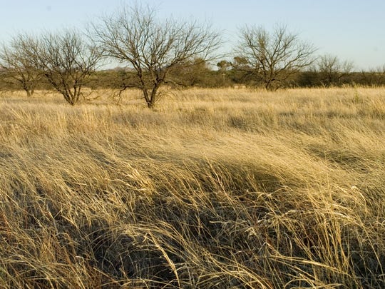 The grasslands of Buenos Aires National Wildlife Refuge.