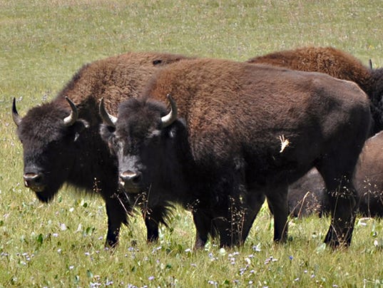 Kaibab bison