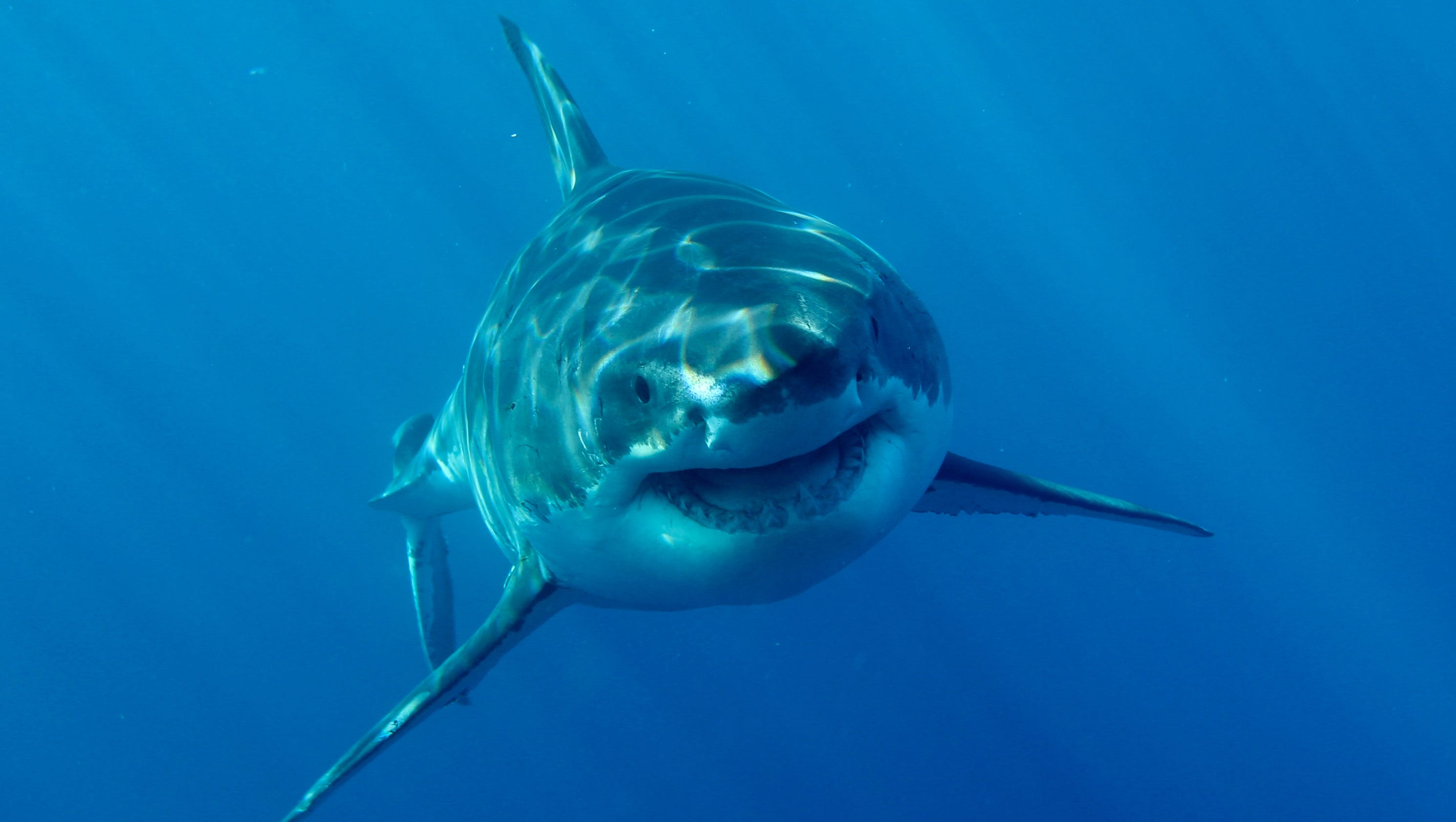 New Zealand town being 'targeted' by great white sharks