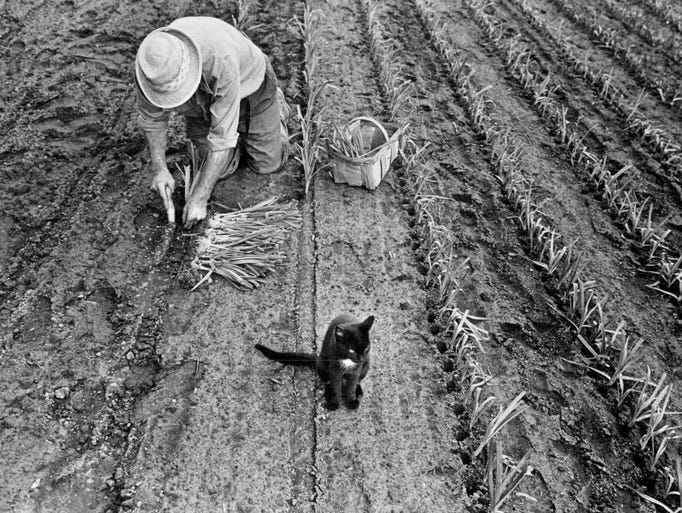 In this 1978 photo, Kenneth Duerr, 78, plants leeks