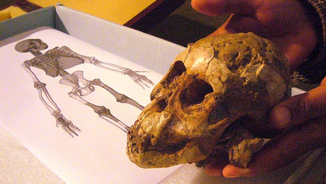 Skull of hominid child in Addis Ababa in 2006.