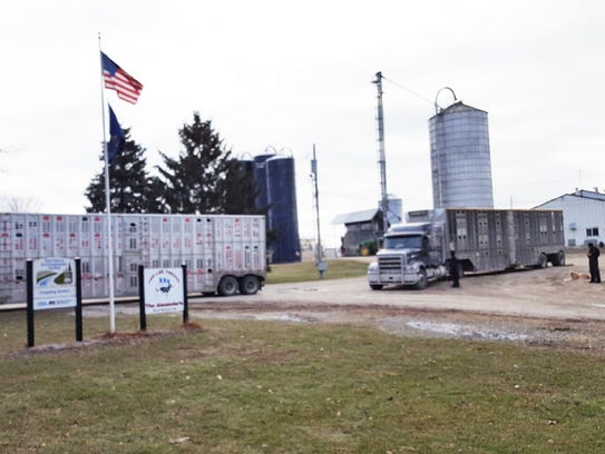 Two cattle trailers filled with the Alexander family's