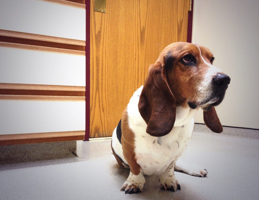 rawhide bones killing dogs