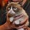 Noooooo! Is Grumpy Cat really worth $100 million?!