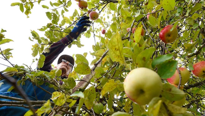 Floyd Beumer reaches for a Cortland apple as he picks trees full of ripe fruit at Collegeville Orchards.