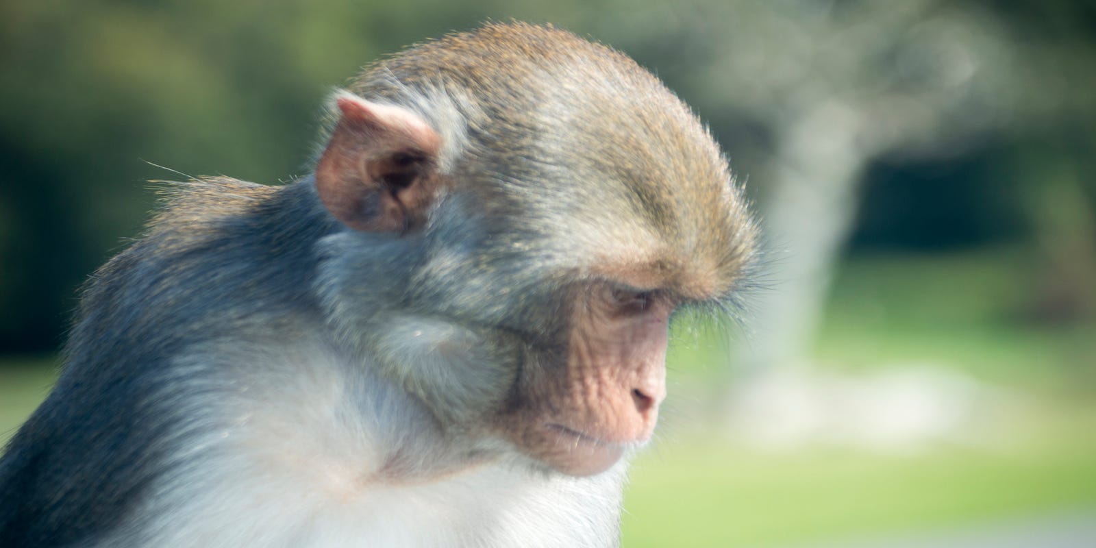 Wild monkey spotted in Florida suburb