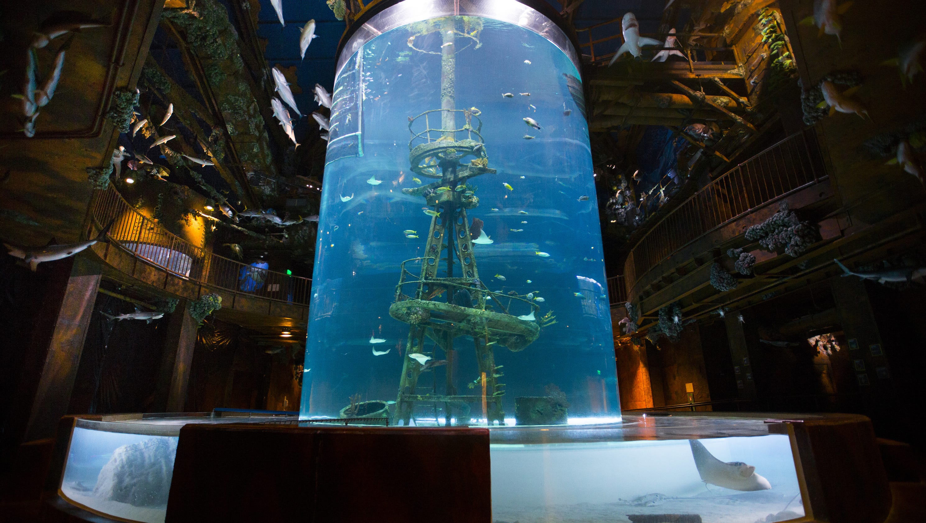 Wonders of Wildlife museum is open to the public