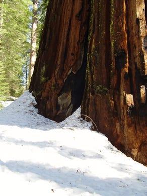 “Snowshoeing to Giant Sequoias is an unforgettable experience,” says Luke Holderfield, outdoor recreation manager with Evergreen Lodge, “and in the wintertime, you feel like you have the park to yourself.”