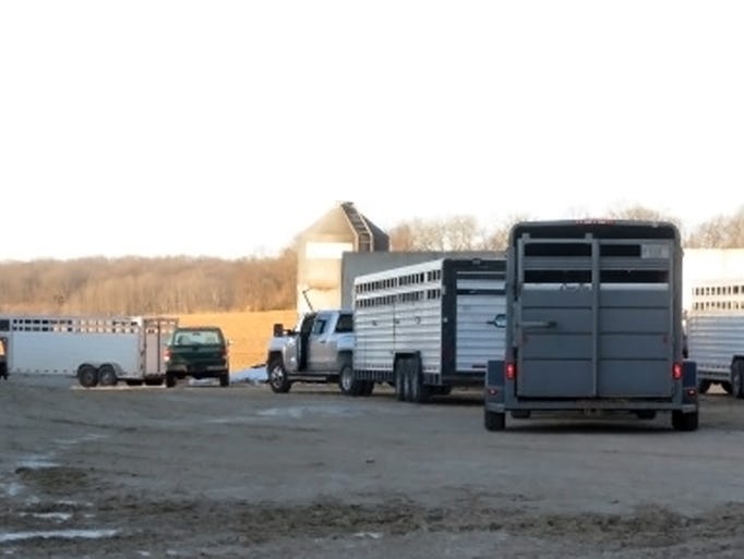 Cattle trailers arrive to move 500 cows from Dettmann