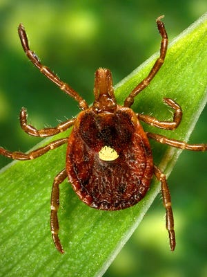 This photo from the U.S. Centers for Disease Control and Prevention's Public Health Image Library shows a female lone star tick.