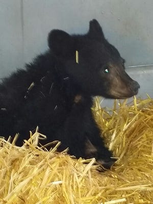This undated photo provided by the Oregon Department of Fish and Wildlife shows a young bear at the Wildlife Health Services Lab in Corvallis Or., who fell from a tree earlier this month in Southern Oregon. Veterinarians are appealing to accredited zoos across the continent to rehabilitate the scrawny but otherwise healthy young bear. The female black bear weighed at slightly more than 13 pounds when it was found upside down in blackberry bushes. Biologists say that at 9 to 12 months old, it should have weighed 40 to 60 pounds going into winter. (AP Photo/Oregon Department of Fish and Wildlife, Dr. Colin Gillin)