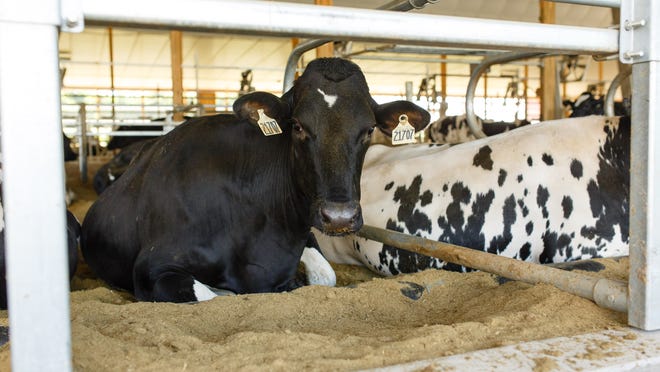 A cow resting in sand bedding at El-Vi Farms in Newark is one of many strategies farmers use to help cows beat the summer heat, which can reduce heat stress that often leads to a decrease in milk production.