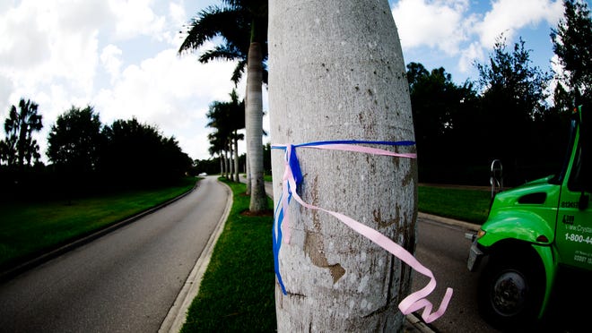 Pink and blue ribbons are tied to 38 royal palm trees that are slated to be removed/relocated on the north end of the Gateway Boulevard near the Stoneybrook community. There are nine palms remaining where they are.