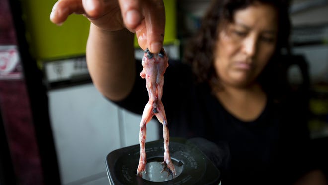 A vendor places a skinned frog into a blender on Nov. 17, to combine with carrots, the Peruvian maca root and honey, at a juice stand in Lima, Peru.