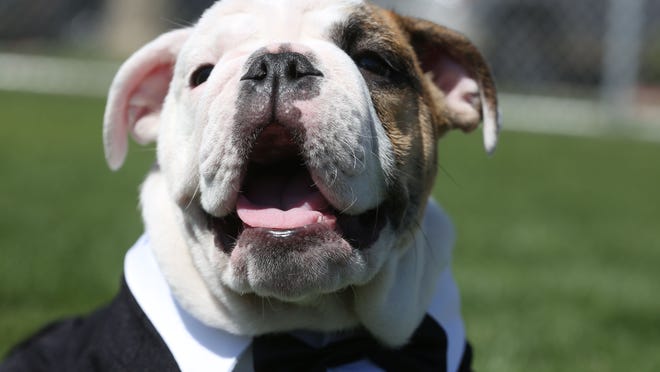 Hercules, an English Bulldog, was brought by his owner Leslie Marquez for the “Strut your Mutt” dog event held at the Frances Hack Park in La Quinta on Saturday.