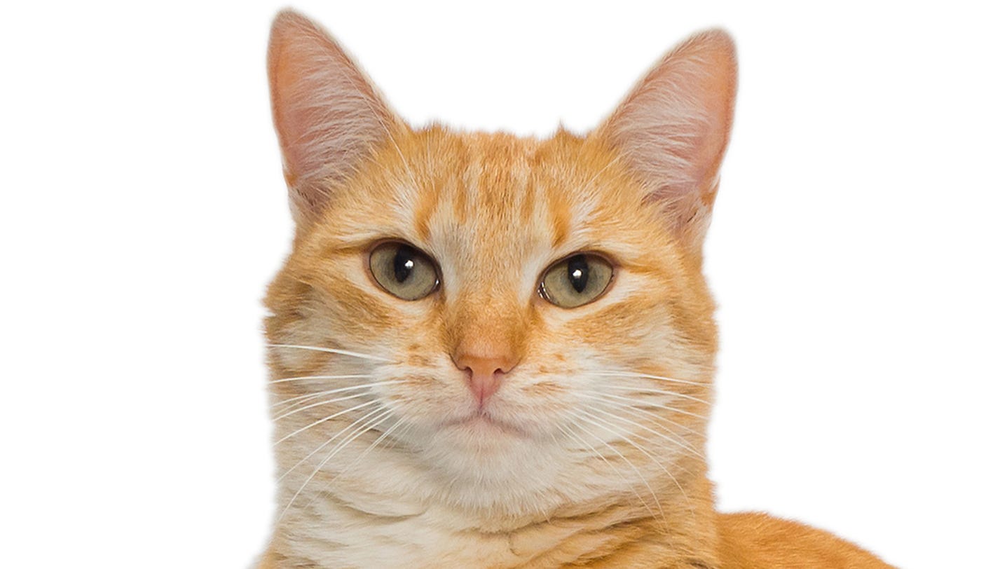 Serial Cat Killer Suspected In Washington At Least 13 Cats Mutilated