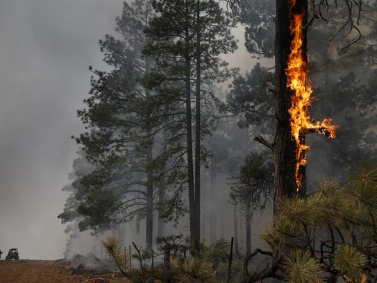 Flames climb a pine tree during the A1 Mountain prescribed