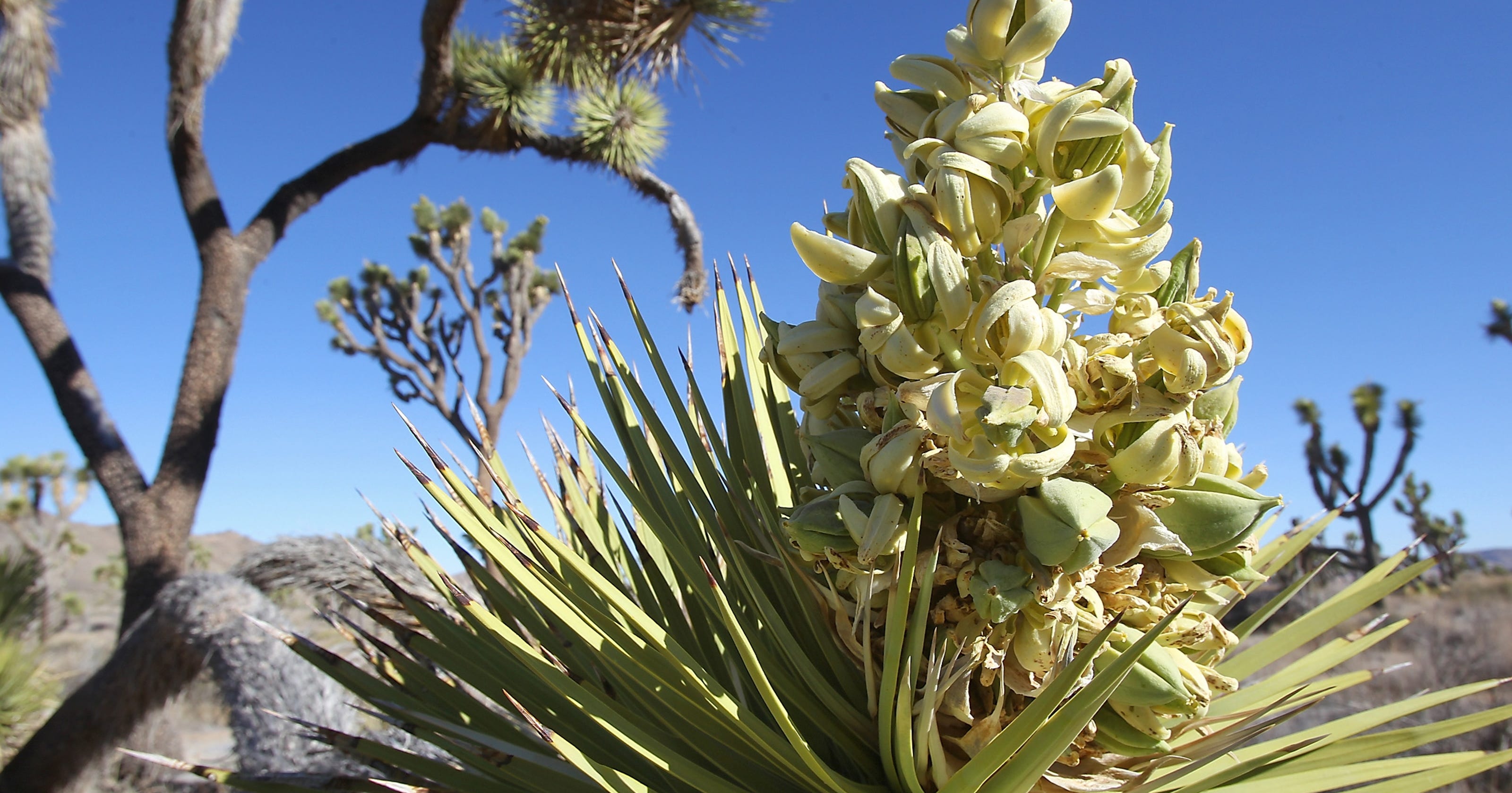 Joshua trees in record bloom out West
