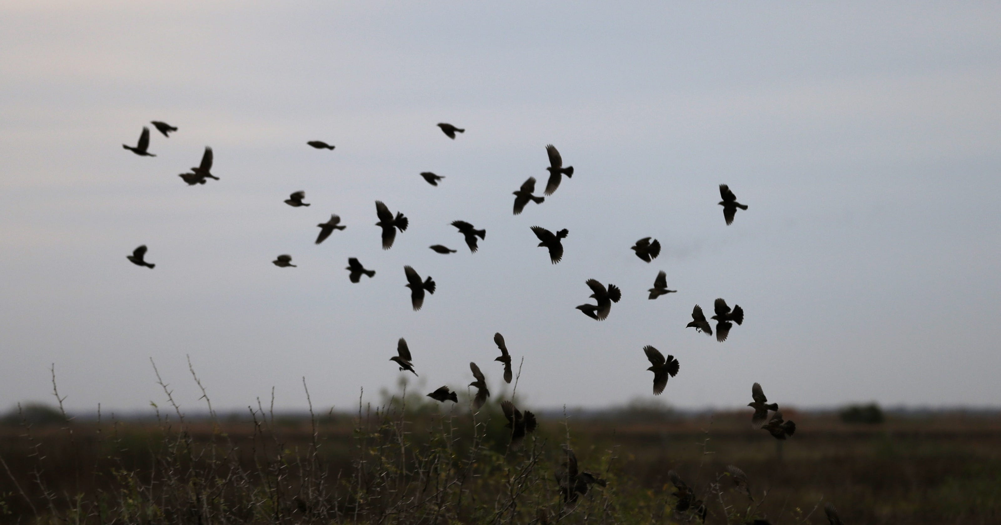 Did Birds Give Rise To Mankind?  New Scientific Evidence - 2ybu8py