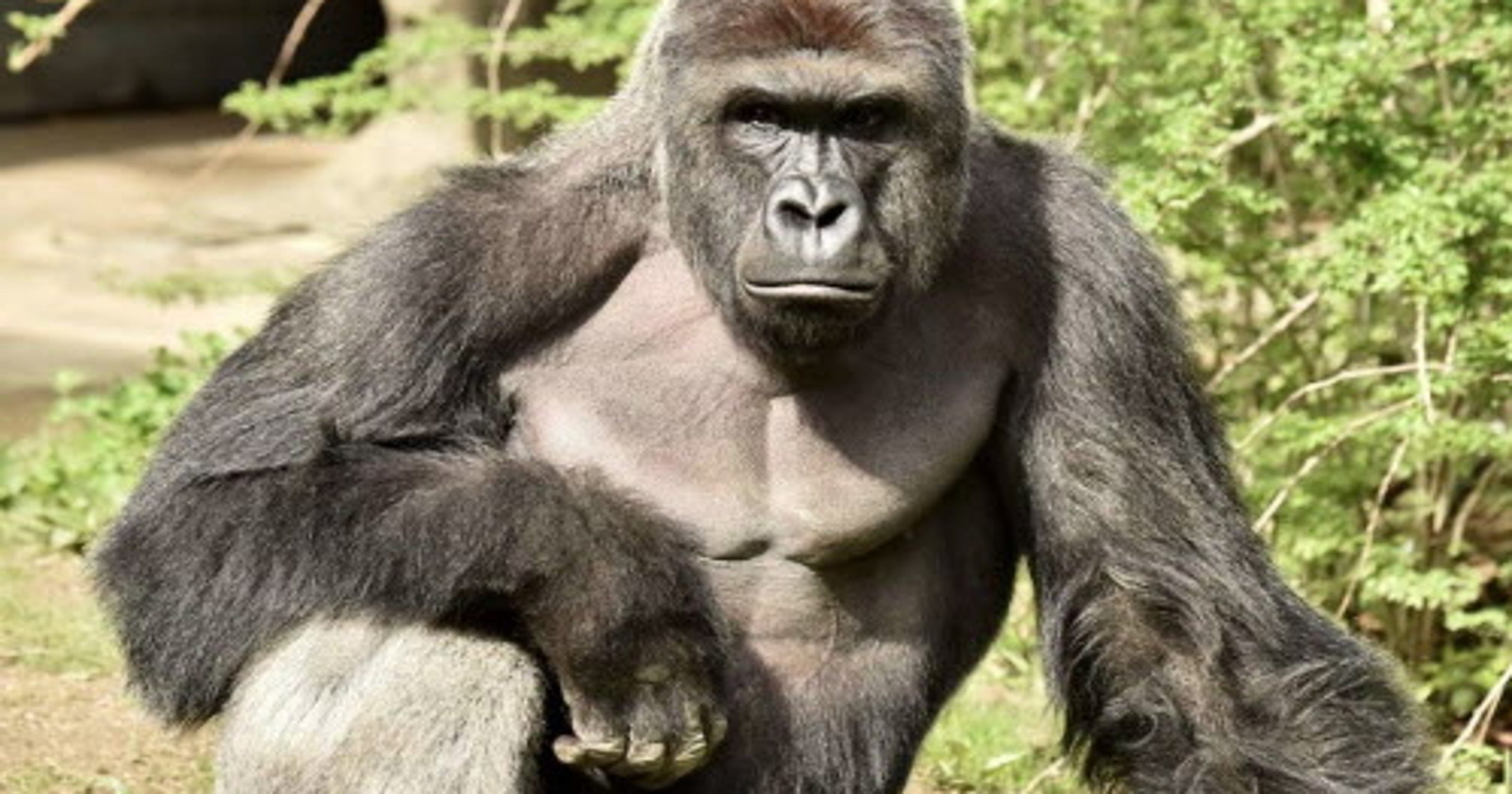 Harambes Death Reveals Gorillas Plight Our View