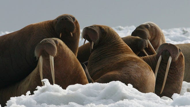In this April 18, 2004, file photo provided by the U.S. Fish and Wildlife Service, Pacific walrus cows and yearlings rest on ice in Alaska. The Trump administration will not add Pacific walrus to the threatened species list.