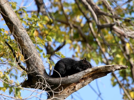 Black squirrels in Michigan popping up in more places