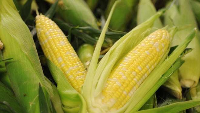 Ears of corn at Adams Fairacre Farms in The Town of Poughkeepsie on Wednesday. 