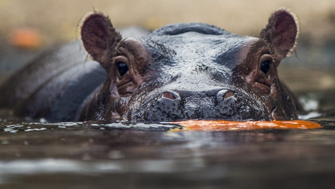 New York Times Profiles Triumphant Baby Queen Fiona The Hippo New York Times Profiles Triumphant Baby Queen Fiona The Hippo