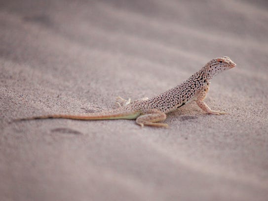 A fringe-toed lizard on the sand dunes at the Cadiz Dunes Wilderness in San Bernardino County, California.