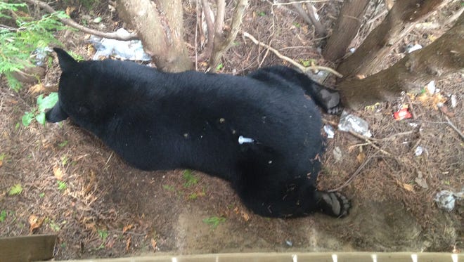 At about 6 a.m., police received numerous calls about a bear running around in a residential area near Shawano Avenue and South Locust Street in Green Bay.