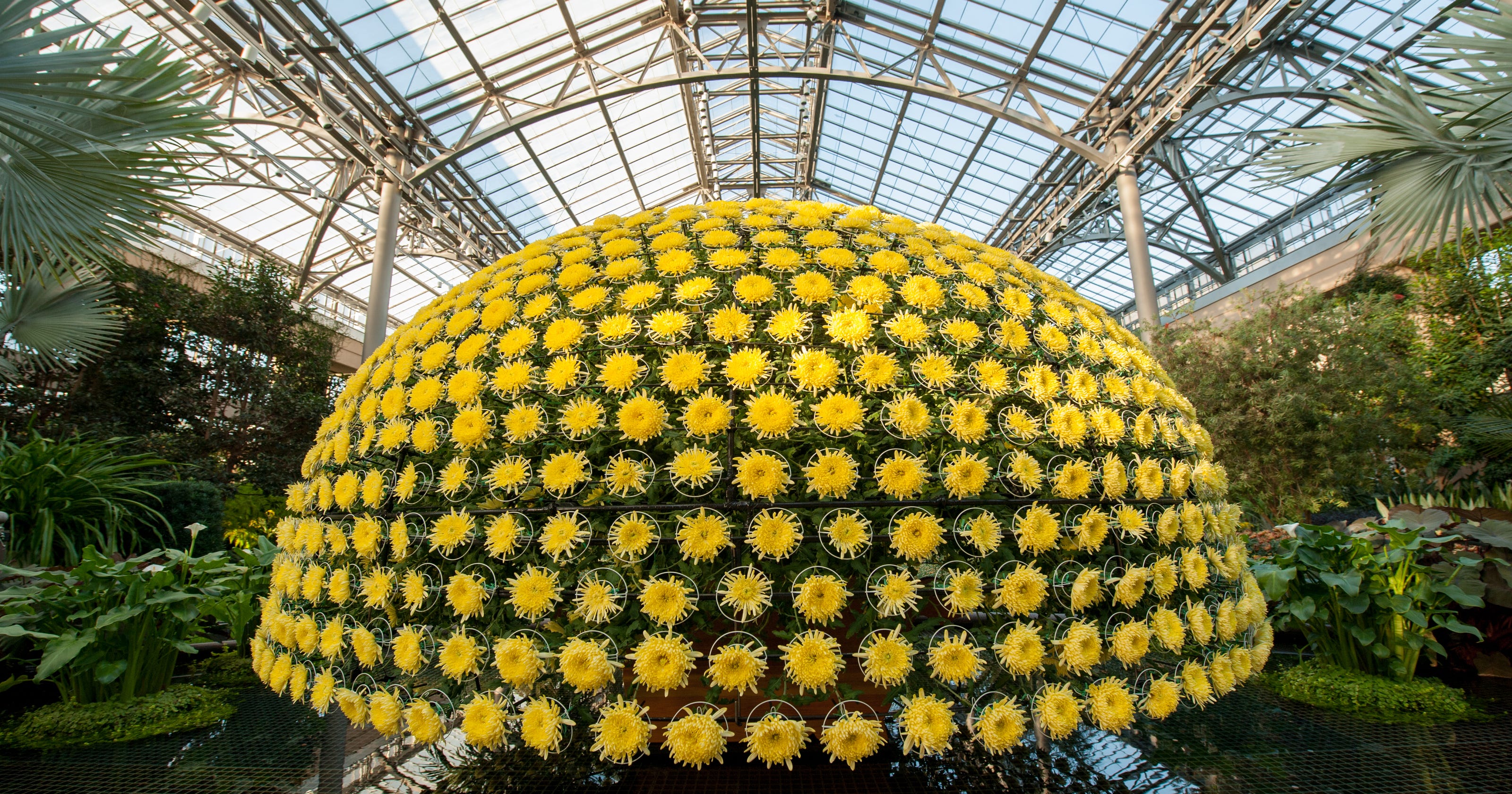 Largest Mum Outside Of Asia At Longwood Gardens