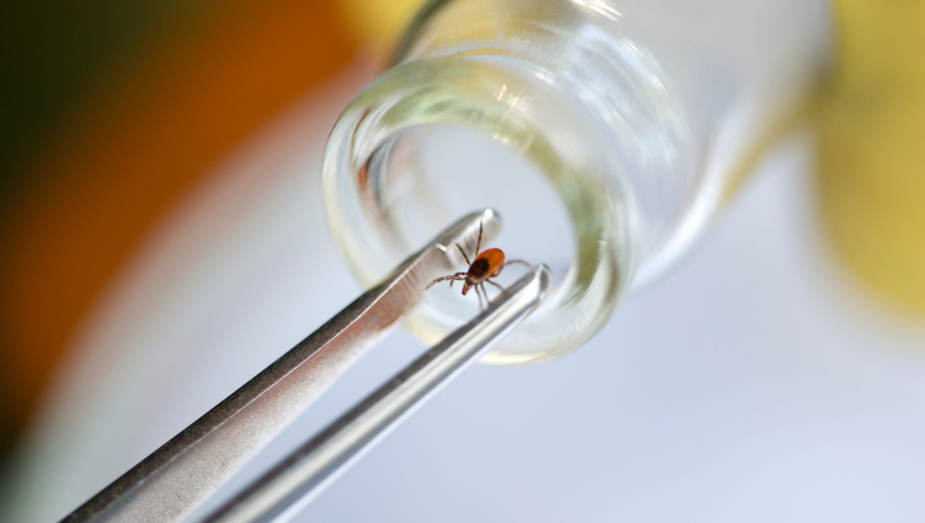 Suffering With Lyme Disease Keep Fighting Suffering With Lyme Disease Keep Fighting