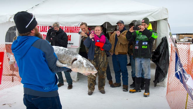 P.D. Lail, Jr. shows off his catch following the 2014 lake sturgeon season. P. D. Lail, with his 61 inch 59lb sturgeon.