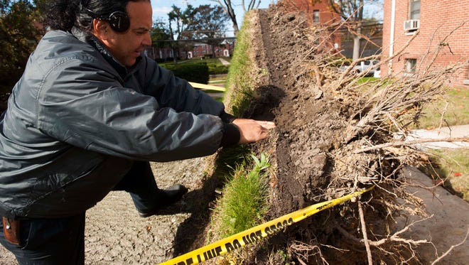 A massive tree fell into a Wayne Gardens apartment building, November 2, 2014 in Collingswood.  Mario Condis of All Services discovers a possible snapped pipe under the tree's roots and digs to find the top of the pipe.  It was labeled gas.