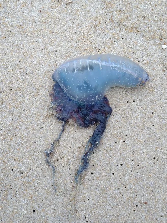 Fisherman Spots Portuguese Men Of War Between South Bethany Fenwick