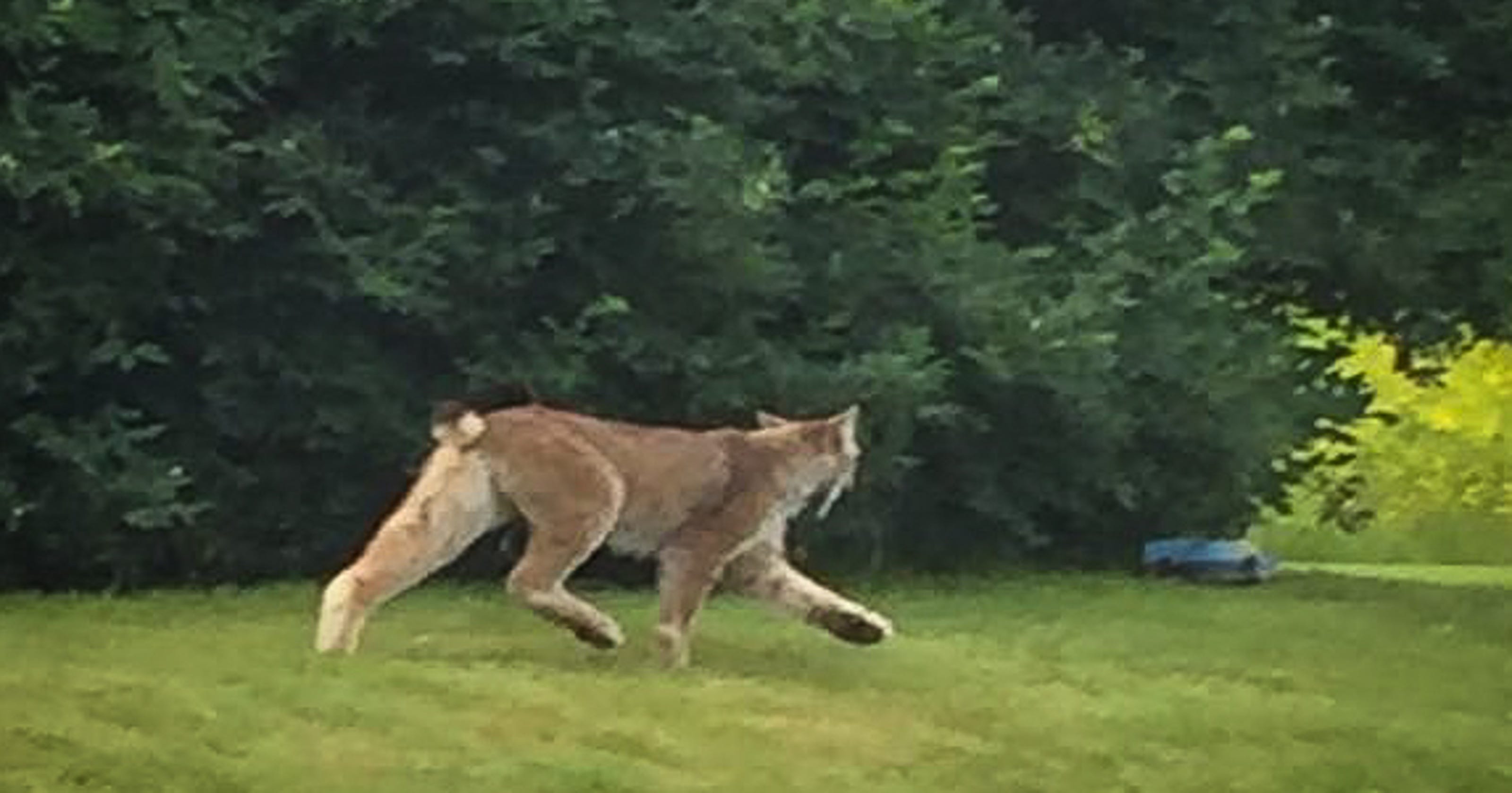 Lynx, northern animal, spotted in southern VT