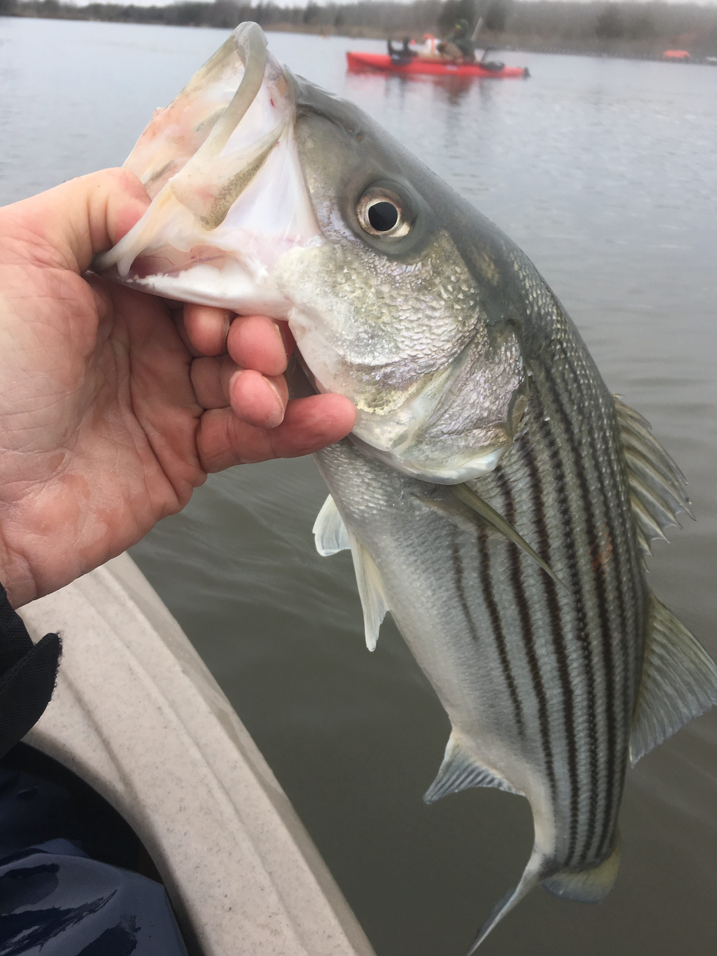 Striped bass hitting in all major Shore area bays