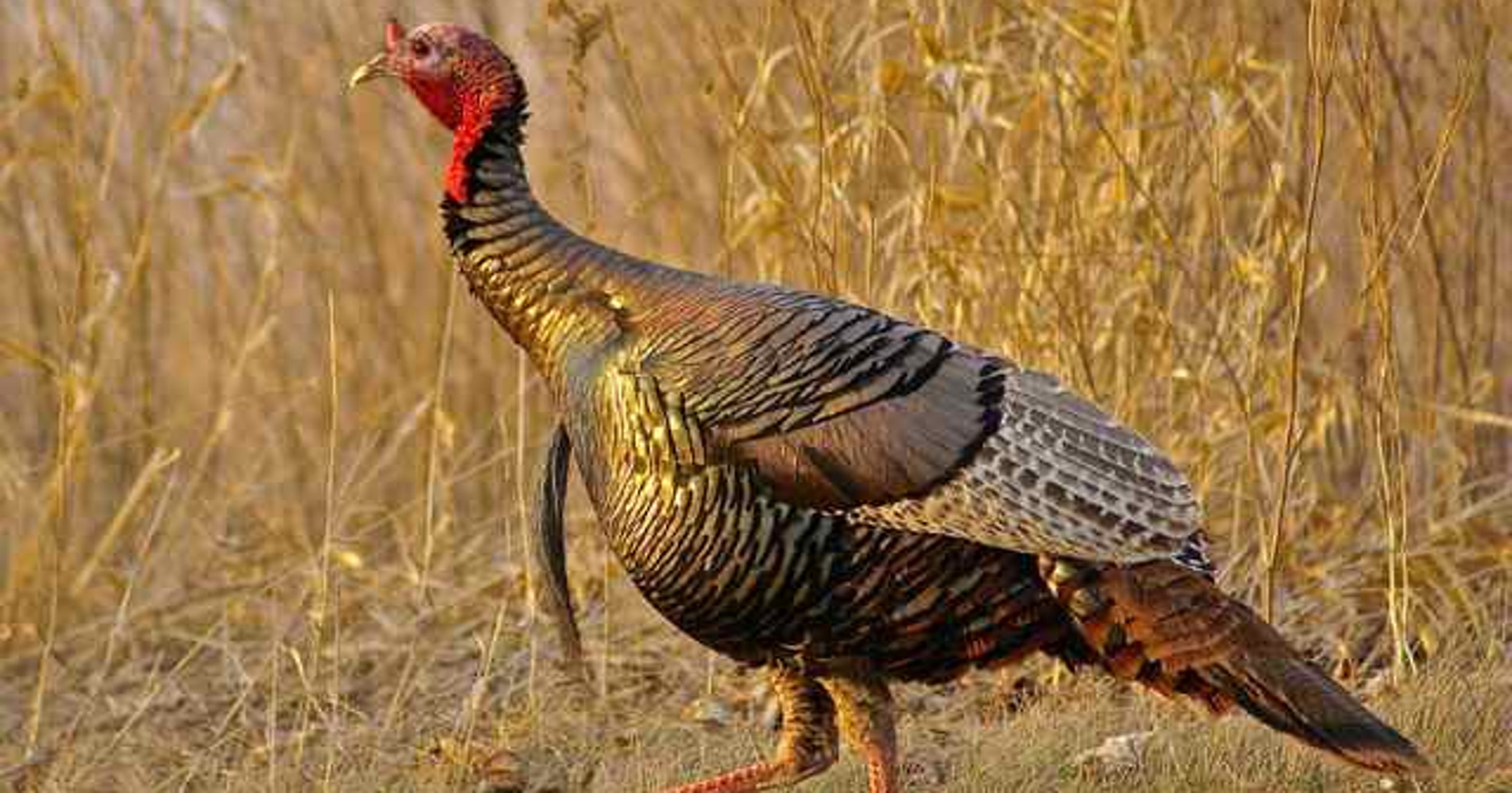 The comeback bird The story of Michigan's wild turkeys