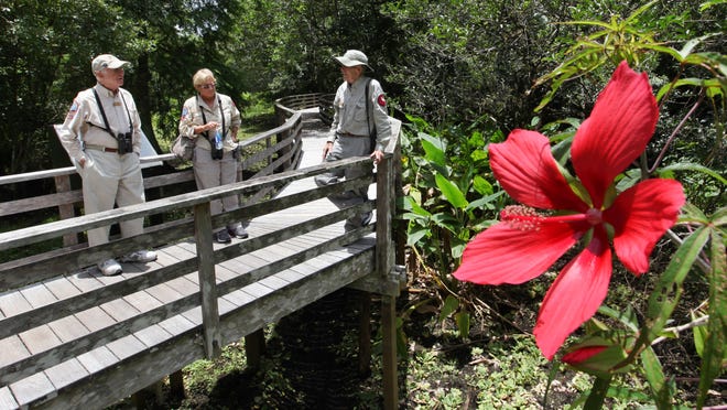 Don Williams, left, Nancy Williams and Phil Nye, volunteers at the Corkscrew Swamp Sanctuary, congregate near a native hibiscus flower while taking in the sights on the boardwalk.